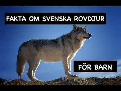 Fakta om svenska rovdjur för barn - Varg Brunbjörn Räv Lodjur Mink Järv | 1Uutiset - Lukemisen tähden | Scoop.it