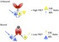 PLoS ONE: FRET Imaging of Diatoms Expressing a Biosilica-Localized Ribose Sensor | Plant Cell Biology and Microscopy | Scoop.it