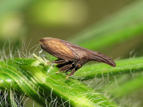 [Liens] Bug Girl's Blog | EntomoScience | Scoop.it