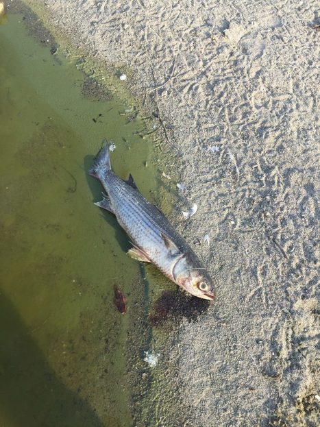 California Officials and Scientists Look into Causes of a Massive Fish Die-Off in Malibu Lagoon ‹ Pepperdine Graphic | Coastal Restoration | Scoop.it