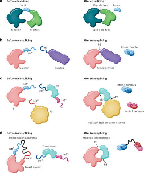 A transposon-like strategy for proteins | Ncb | RMH | Scoop.it