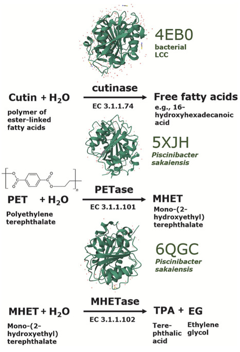 Guidelines toward ecologically-informed bioprospecting for microbial plastic degradation | BAdv | RMH | Scoop.it