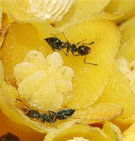 Just what makes that little old ant… change a flower's nectar content? | Insect Archive | Scoop.it