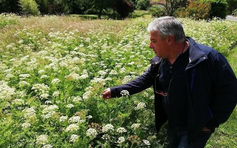 Saugnac-et-Cambran (40) : au chevet de la biodiversité et des papillons  | Landes | Scoop.it