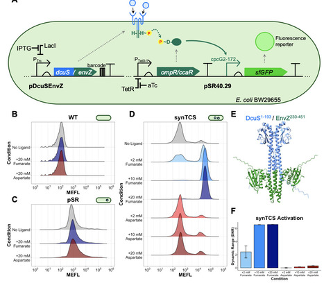 Characterizing Sequence-Function Relationships in Chimeric DcuS/EnvZ Histidine Kinases at Scale | brvbe | RMH | Scoop.it