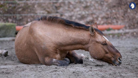 Recognizing Colic in Your Horse | Dimples Horse Treats | Scoop.it