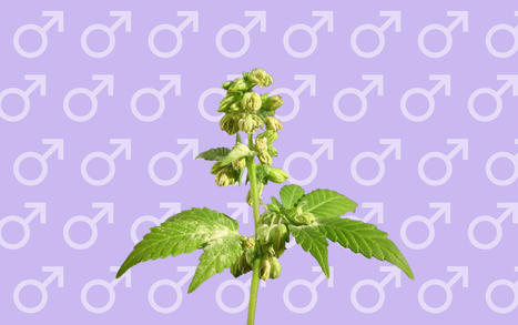 The Importance of Male Cannabis Plants | App Developing Trainer Abhishek Maheshwaram | Scoop.it