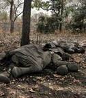 Braconnage : 81 éléphants empoisonnés au cyanure au Zimbabwe | Actions Panafricaines | Scoop.it