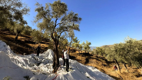 TURKEY Braces for Sharp Drop in Olive Oil Output as Weather and Costs Take Toll | CIHEAM Press Review | Scoop.it