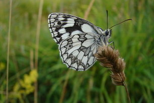 Extinctions from Climate Change Underestimated | Extinctions & Species Shift Their Ranges | BIODIVERSITY IS LIFE  – | Scoop.it