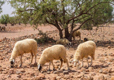 CIHEAM Zaragoza : Building Climate-Resilient Livestock Systems in the Mediterranean | CIHEAM Press Review | Scoop.it