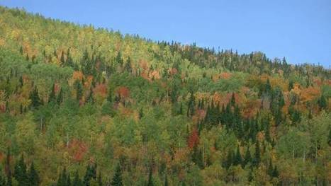 Le Canada s’engage pour préserver la plus grande forêt du monde | Biodiversité | Scoop.it