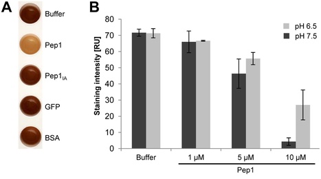 PLoS Pathogens: The Ustilago maydis Effector Pep1 Suppresses Plant Immunity by Inhibition of Host Peroxidase Activity (2012) | Plants and Microbes | Scoop.it