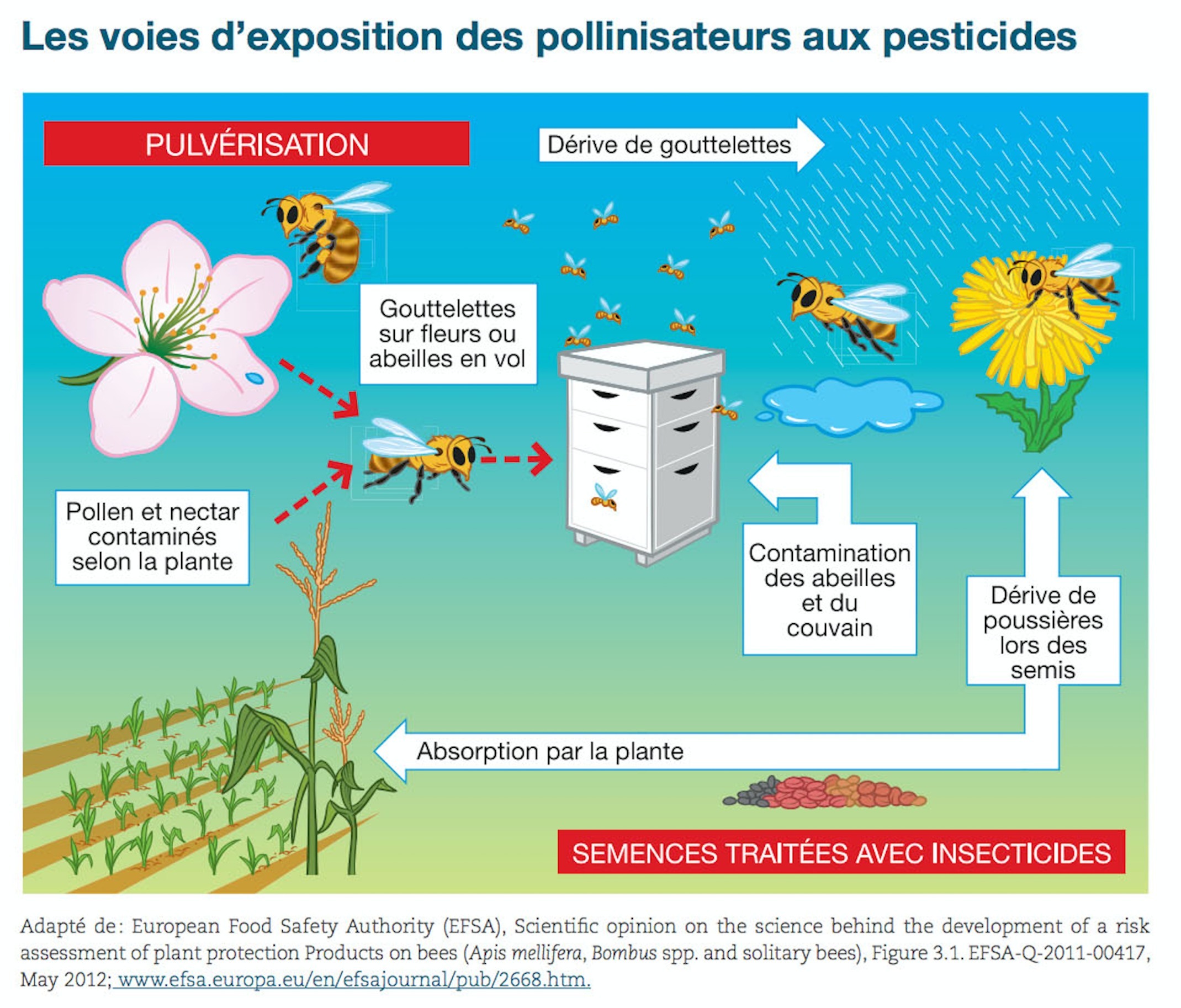 Comment Les Pesticides Peuvent être En Contact Avec L homme Schéma Interdiction des insecticides néonicotin...