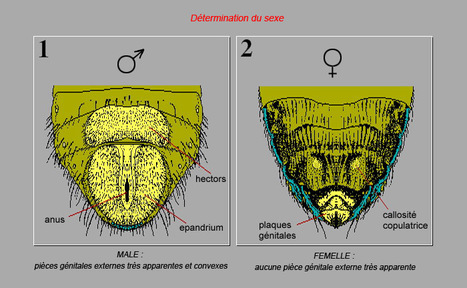 Comment reconnaître les mâles des femelles chez les insectes ? | Insect Archive | Scoop.it