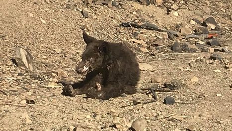 Bear euthanized after being badly burned in Thomas Fire | Coastal Restoration | Scoop.it