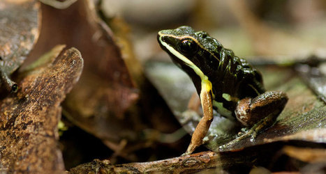 Rainforest frogs flourish with artificial homes | RAINFOREST EXPLORER | Scoop.it