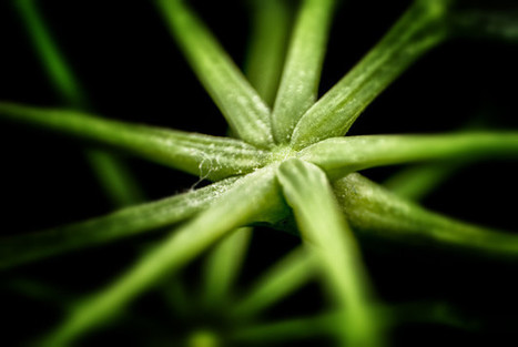 &iquest;Ense&ntilde;ar con Twitter?: Digital Pedagogy Lab Courses | Maestr@s y redes de aprendizajeZ | Scoop.it