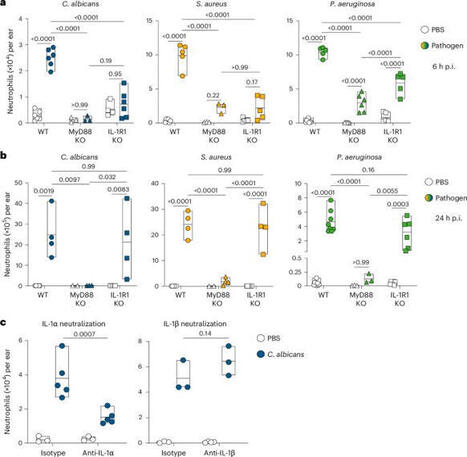 Microbial adhesion promotes Piezo1 activation to initiate innate immunity - Nature Immunology | Francesca Granucci | 10 comments | Immunology | Scoop.it