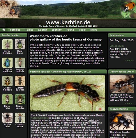 Beetles In Hobby Lifestyle And Much More Multilingual