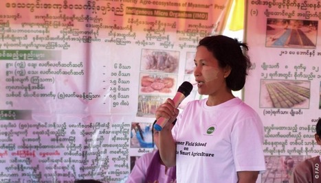 MYANMAR: Farmers use climate-smart agriculture techniques including SRI in wider scale in Labutta - FAO Success Story | SRI Global News ++ March - May 2025    System of Rice Intensification (SRI) | Scoop.it