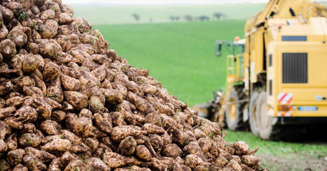 Betteraves, noisettes, cerises : ces filières privées de pesticides néonicotinoïdes sont «fragilisées», mais des alternatives existent | SCIENCES DU VEGETAL | Scoop.it