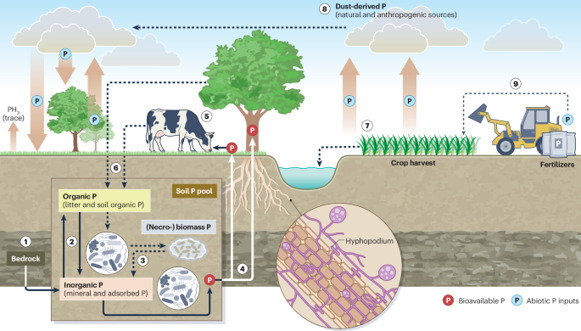Microbial phosphorus cycling in terrestrial eco...