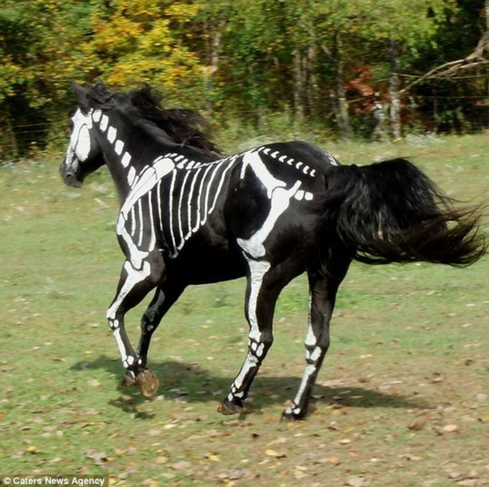Woman transforms her horse into a skeleton | Kitsch | Scoop.it