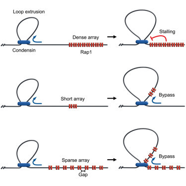 Les télomères bloquent l’extrusion de boucle d’ADN par la condensine | Life Sciences Université Paris-Saclay | Scoop.it
