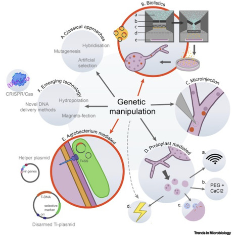 Is genetic manipulation of arbuscular mycorrhizal fungi possible? | Tin | RMH | Scoop.it