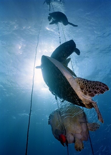 Marine Turtles:  MILLIONS killed by Gillnets, LongLine Super Trawler fisheries | OUR OCEANS NEED US | Scoop.it
