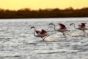 Les flamants roses de l'étang du Fangassier en danger ? | Camargue Nature | Scoop.it