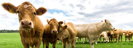 Les p&acirc;turages s&eacute;questrent du carbone mais lib&egrave;rent toujours plus de m&eacute;thane, estime une &eacute;tude britannique | Elevage et environnement | Scoop.it