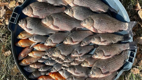 Epcor removes 20,000 goldfish from Edmonton pond | CTV News | Soggy Science | Scoop.it