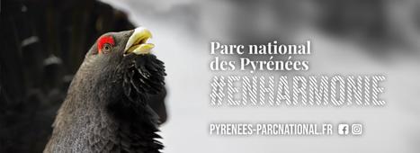 Parc national des Pyrénées : vigilance en présence d'un coq fou | Vallées d'Aure & Louron - Pyrénées | Scoop.it