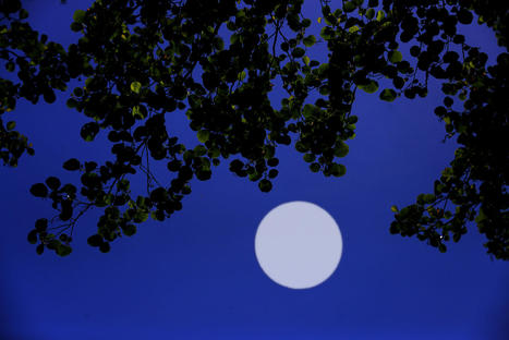 Stomates et amidon : le c&ocirc;t&eacute; obscur des pertes en eau des plantes - INRAE | Pour innover en agriculture | Scoop.it