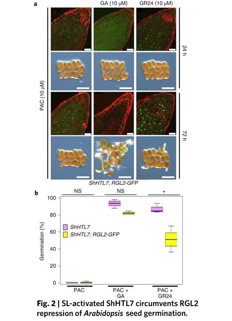 SMAX1-dependent seed germination bypasses GA signalling in Arabidopsis and Striga | SEED-DREAM Lab info | Scoop.it
