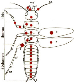 Stridulations | EntomoScience | Scoop.it