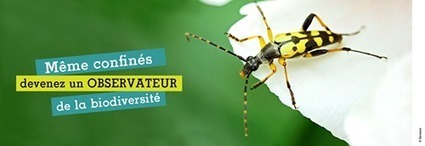 Noé vous accompagne pendant le confinement | Variétés entomologiques | Scoop.it