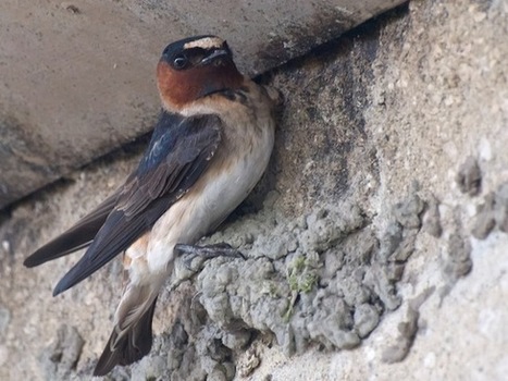 Are Birds Evolving to Avoid Cars? | Coastal Restoration | Scoop.it