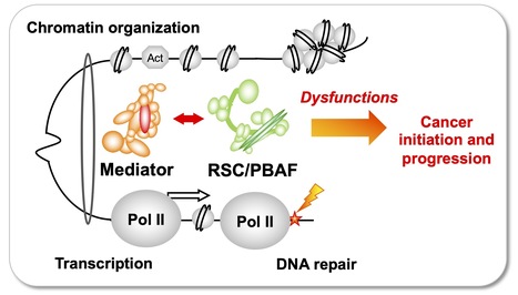 Team of J. Soutourina received the label from Ligue Nationale contre le cancer | I2BC Paris-Saclay | Scoop.it