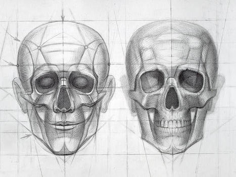 Human Skull / Stages of drawing construction - detail I | Drawing References and Resources | Scoop.it
