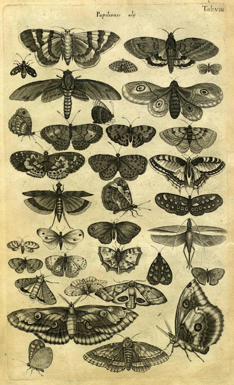 Papillons | Musée des Confluences | Insect Archive | Scoop.it