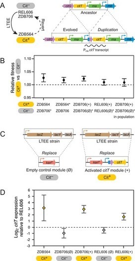 Innovation in an E. coli evolution experiment is contingent on maintaining adaptive potential until competition subsides | RMH | Scoop.it