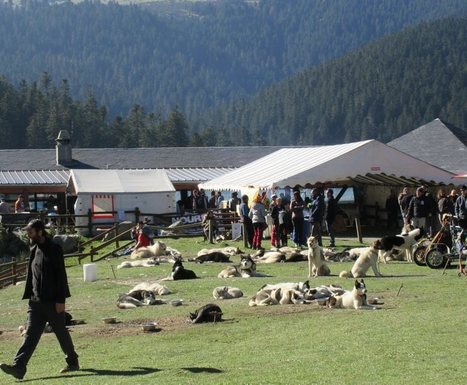 150 mushers et 580 chiens sont attendus ce week-end à Payolle | Vallées d'Aure & Louron - Pyrénées | Scoop.it