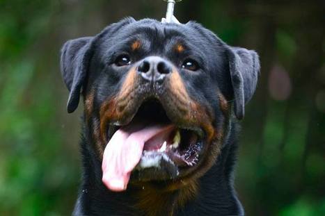 rottweiler dog price