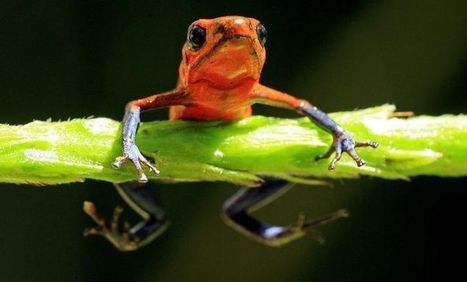 La biodiversité en voie de réapparition à l’Assemblée | Biodiversité | Scoop.it