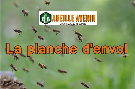 [Vidéo] Une ruche dans votre jardin : La planche d'envol | Variétés entomologiques | Scoop.it