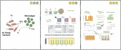 Optimizing Chlorella vulgaris production and exploring its impact on germination through microalga-N2-fixing bacteria consortia | Plant-Microbe Symbiosis | Scoop.it