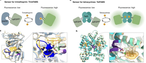 Monitoring intracellular antibiotic concentrations in real-time using allosteric biosensors | brvt | RMH | Scoop.it